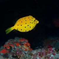 画像273