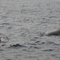 画像520