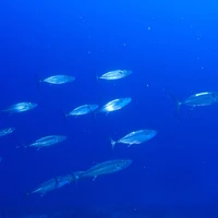 画像626