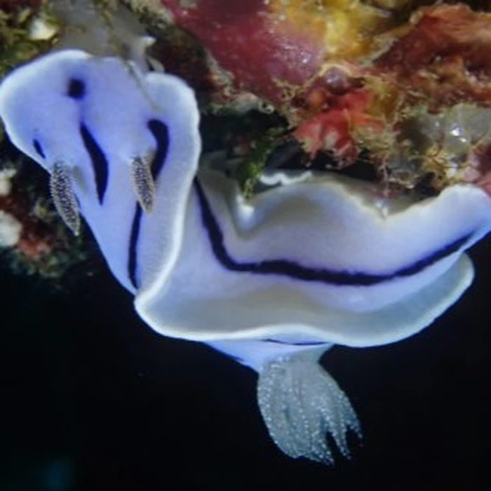 画像937