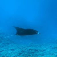 画像984