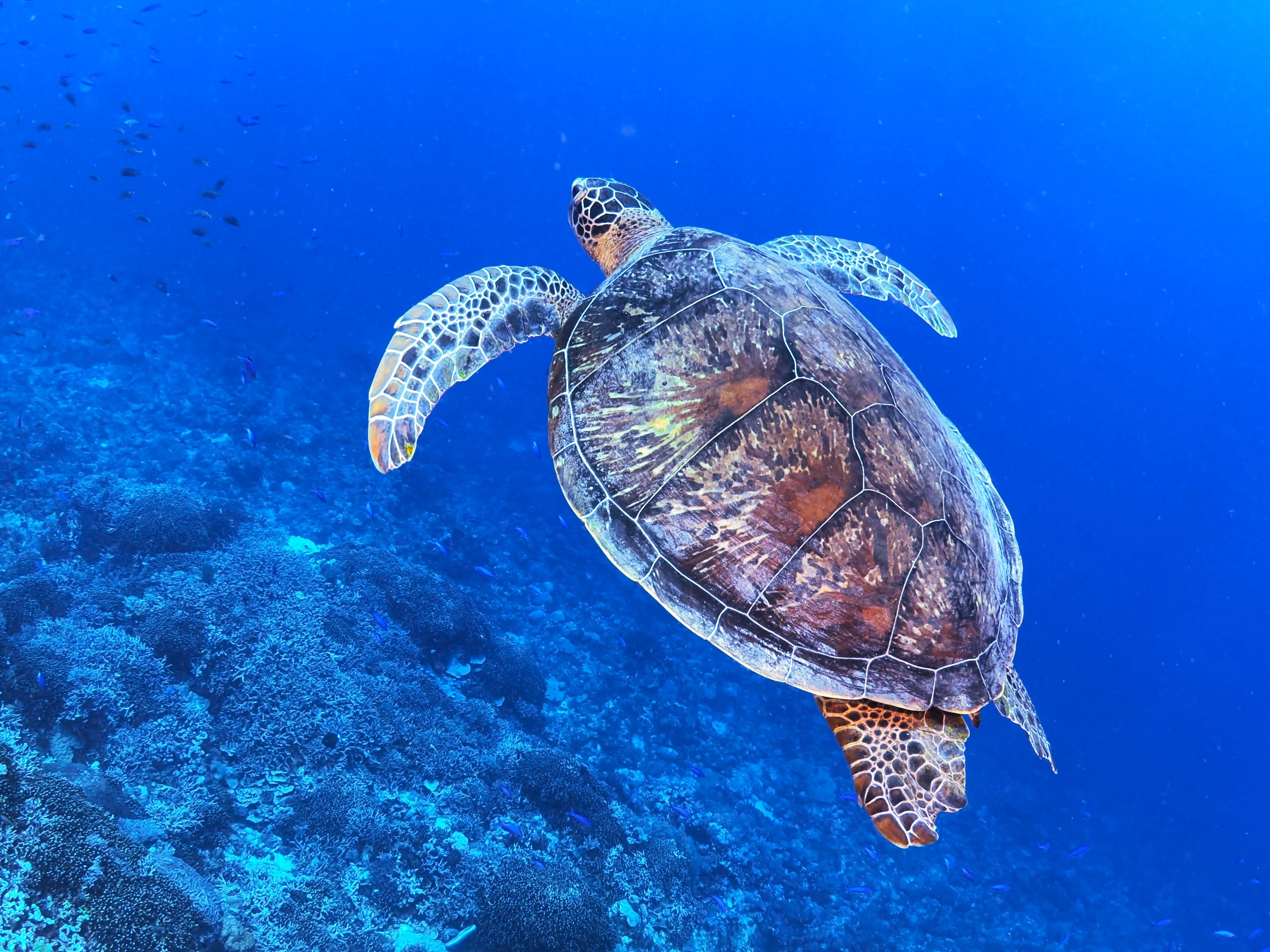 初心者でも安心！ウミガメと泳ぐ沖縄の海の冒険！