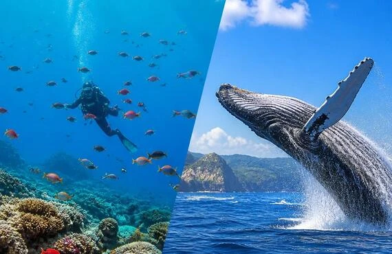 沖縄の海を極める！ダイビングとホエールウォッチングの贅沢体験