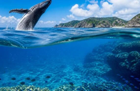 ダイビングとホエールウォッチング、最高の組み合わせを探しに慶良間諸島へ！
