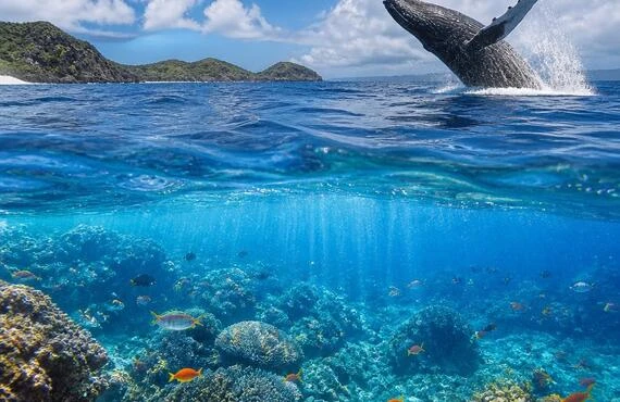 慶良間諸島での体験ダイビングとホエールウォッチングで海の神秘に迫る！