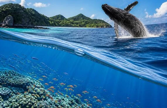 慶良間諸島で未体験の感動を！ダイビングとホエールウォッチングの夢の旅へ