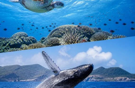 驚きの瞬間をあなたに！沖縄・慶良間諸島で体験ダイビングとホエールウォッチングを楽しもう！